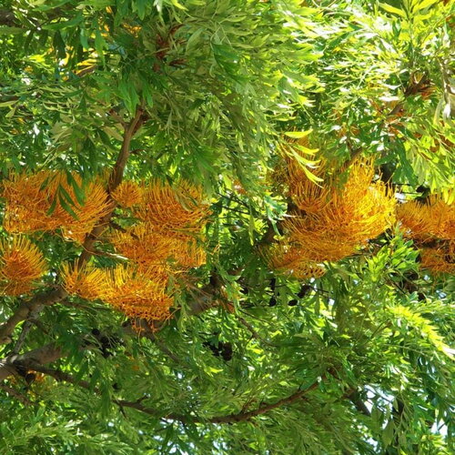 3 graines de grevillea robusta, grévillier robuste, chêne soyeux d'australie, chêne gris