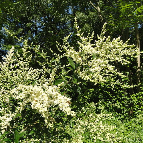 7 graines de troène feuilleté, ligustrum quihoui