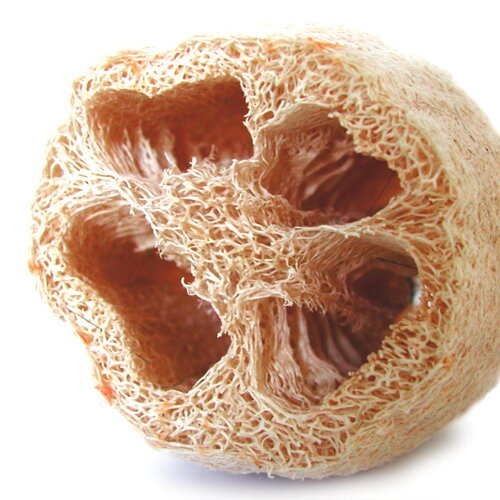 3 graines de luffa cylindrica, courge éponge