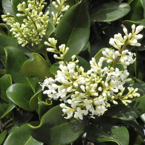 3 graines de troène luisant, troène de chine, ligustrum lucidum