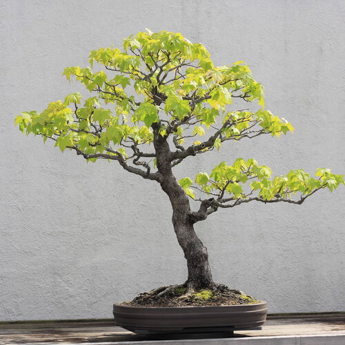 7 graines liquidambar styraciflua, copalme d'amérique, liquidambar, idéal bonsaï