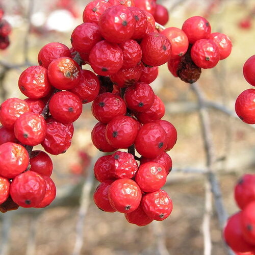 5 graines de ilex verticillata, houx verticillé