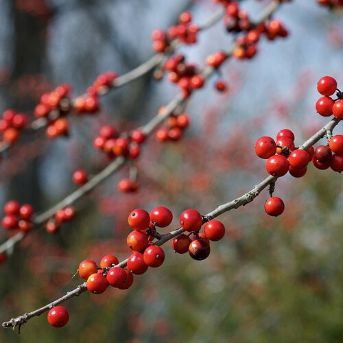 5 graines de ilex decidua, houx des prés, houx à feuilles caduques, houx des marais