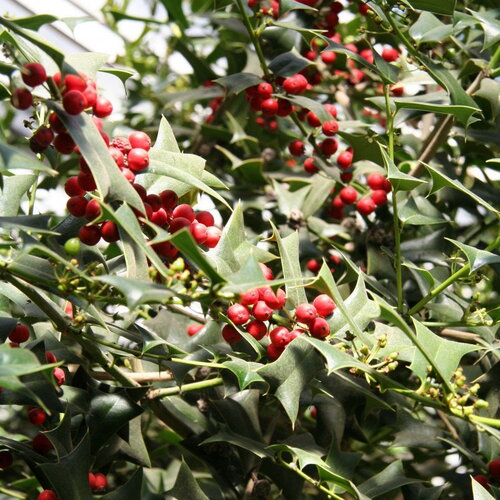 7 graines de ilex cornuta, houx