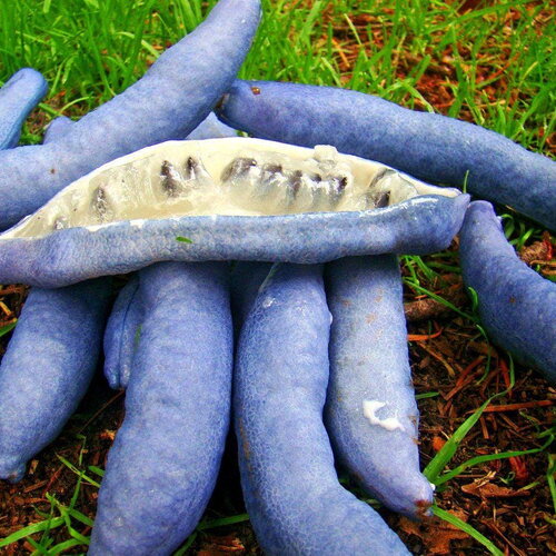 5 graines decaisnea fargesii, arbre aux haricots bleus
