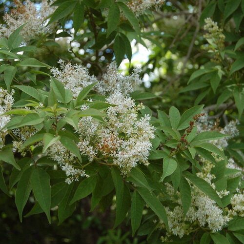 3 graines de fraxinus mariesii