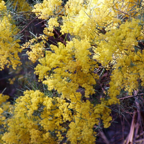 3 graines de acacia boormanii, mimosa des rivières
