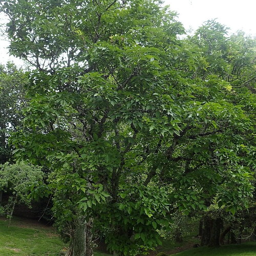 7 graines de frêne de chine, fraxinus chinensis, frêne de chine