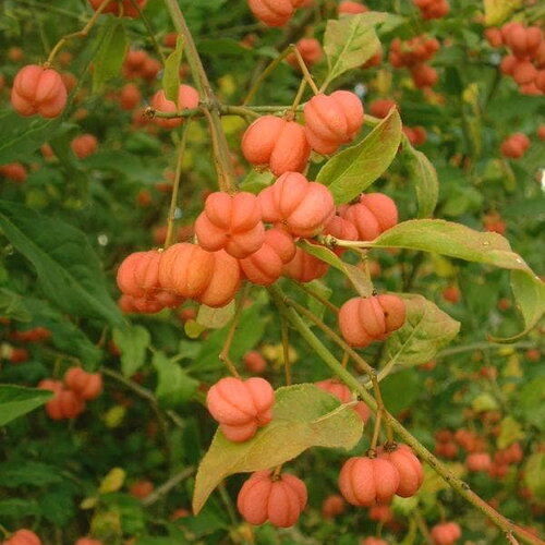 3 graines de fusain d'europe, euonymus europaeus, bonnet de prêtre, bonnet d'évêque