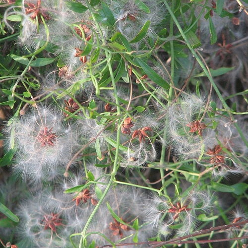 3 graines de clematis microphylla, clématite à petites feuilles