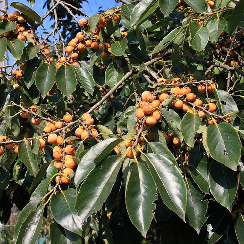 3 graines de plaqueminier faux lotier, diospyros lotus