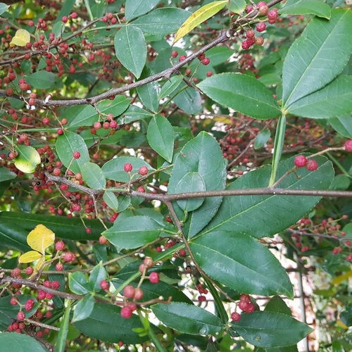 3 graines de poivre de timut, zanthoxylum armatum, zanthoxylum planispinum