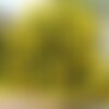 5 graines de senna corymbosa, cassia corymbosa, séné, cassier