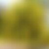 3 graines de senna corymbosa, cassia corymbosa, séné, cassier