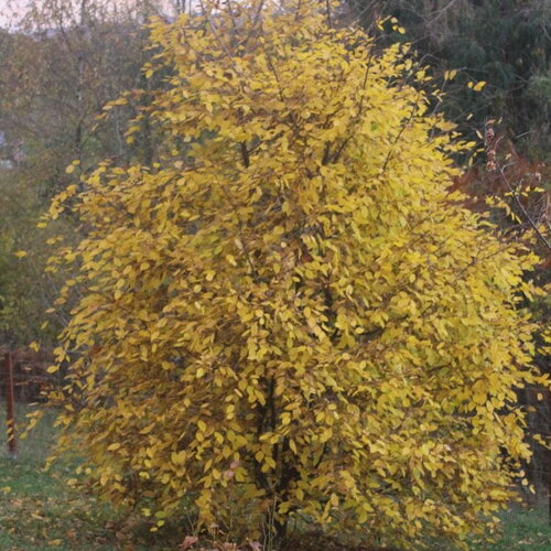 3 graines de carpinus orientalis, charme d'orient