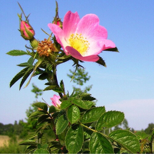 3 graines rosa rubiginosa, rosier rouillé