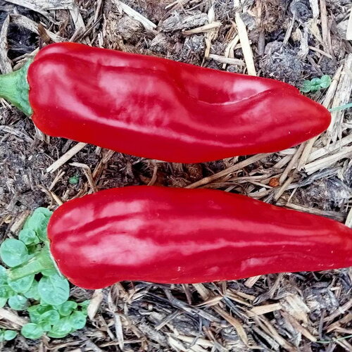 20 graines de poivron marconi rouge