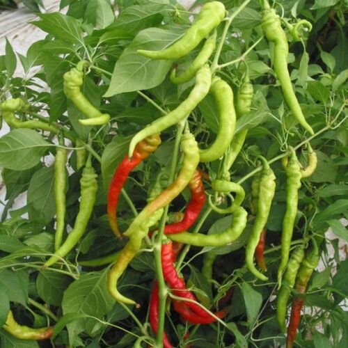 20 graines de poivron pepperoni