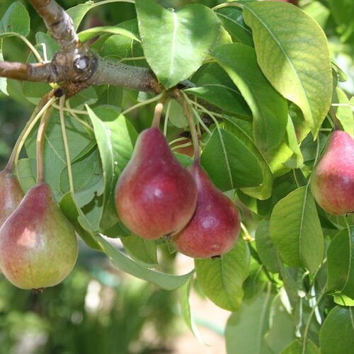 7 graines pyrus communis, poirier commun, poirier williams, poire bartlett