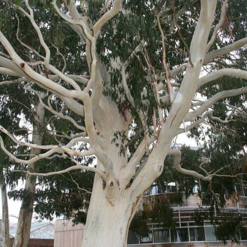 5 graines d'eucalyptus dalrympleana, eucalyptus blanc des montagnes, gommier blanc des montagnes