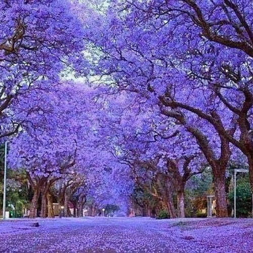 Rare 100 graines de paulownia tomentosa