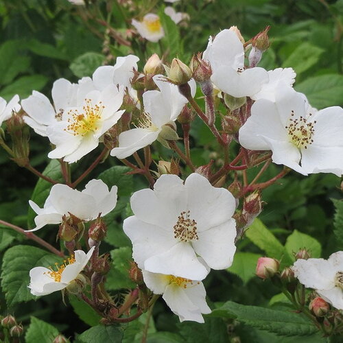 5 graines de rosier multiflore, rosa multiflora
