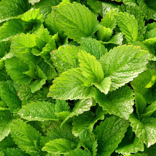 50 graines de mélisse officinale, plante médicinale, herbe aromatique, melissa officinalis