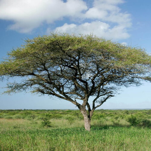 5 graines de acacia tortilis, mimosa tortillé