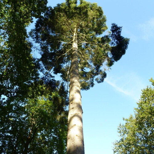 3 graines de sapin de vancouver, sapin géant, abies grandis, bonsaï