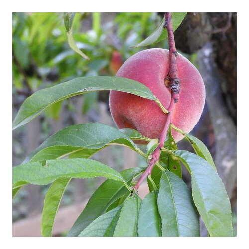 3 graines de pêcher, prunus persica