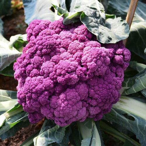 25 graines de chou-fleur &quot;di sicilia violetto&quot;