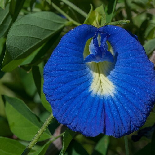 5 graines de pois bleu, clitoria ternatea