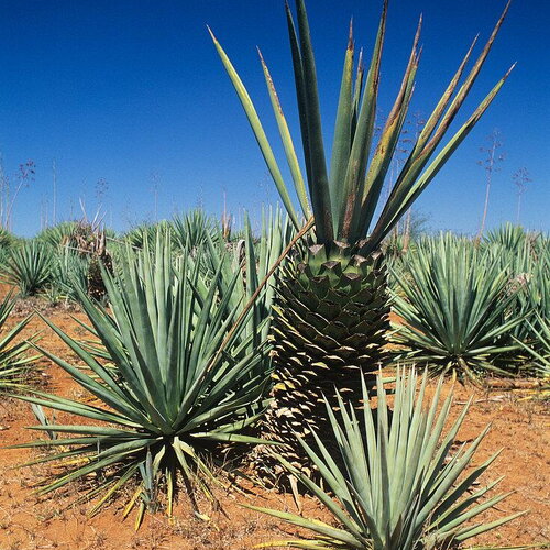3 graines de agave sisalana, sisal