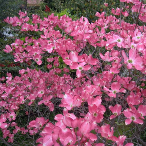 3 graines cornus florida rubra, cornouiller de floride à fleurs roses