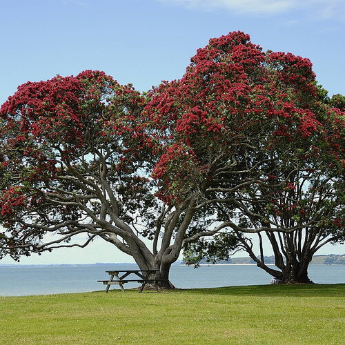 7 graines pohutukawa, metrosideros excelsa, arbre de noël de nouvelle-zélande