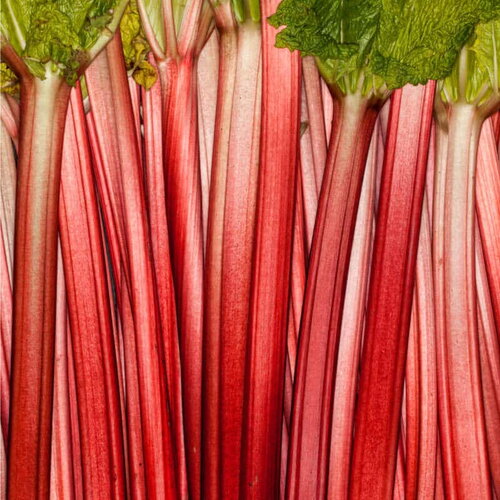 20 graines de rhubarbe lider rouge, rheum rhaponticum
