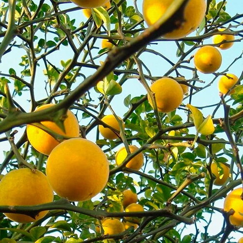 5 graines de poncirus trifoliata, poncirus trifolié, citrus triptera