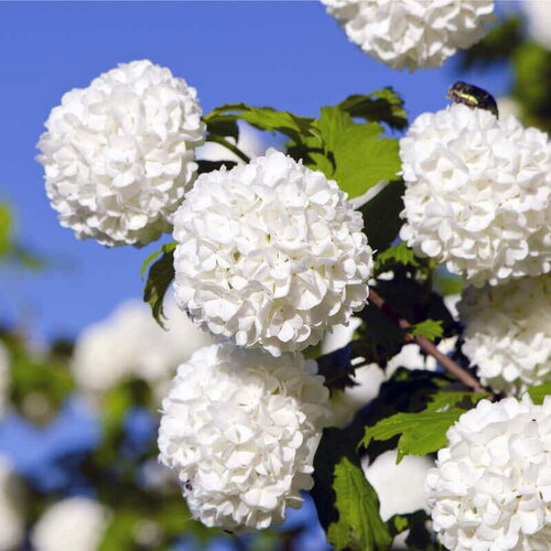 3 graines de viburnum opulus, viorne obier
