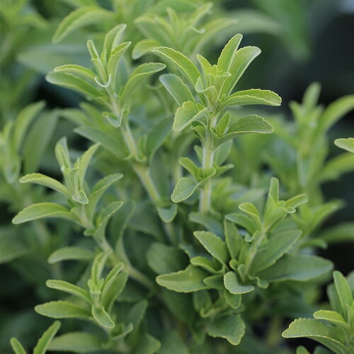 10 graines de stevia rebaudiana stévia, herbe à sucre