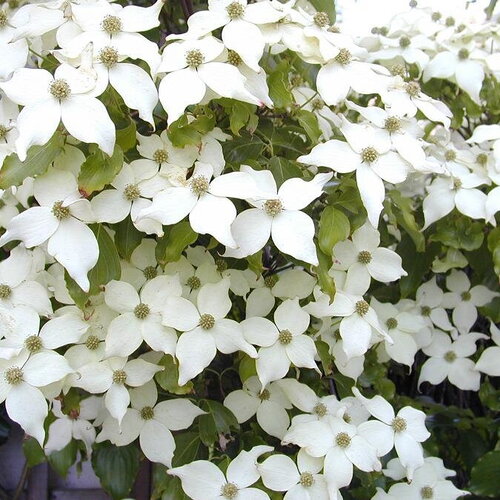 3 graines cornouiller de chine, cornus kousa chinensis