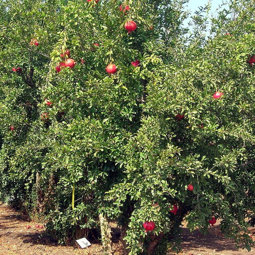 7 graines pomegranate, punica granatum, grenadier, grenadier commun