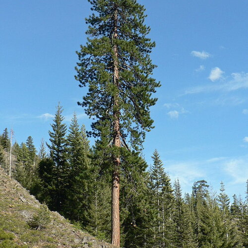 10 graines pin ponderosa, pinus ponderosa, pin jaune, pin à bois lourd