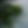 5 graines abies pindrow, sapin pindrow, sapin de l' himalaya occidental
