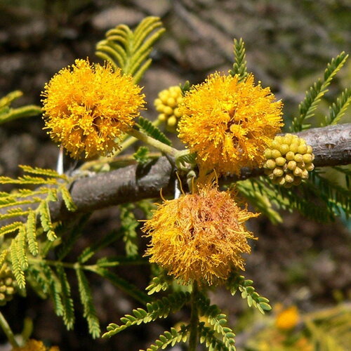 3 graines de acacia caven, vacchelia caven, mimosa du chili