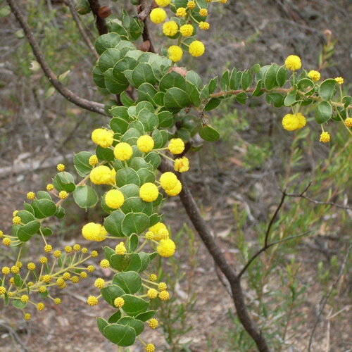 3 graines acacia uncinata