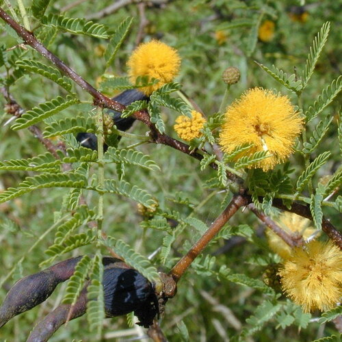 3 graines acacia farnesiana, cassier