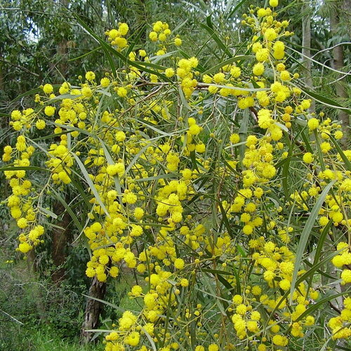 3 graines acacia cyanophylla, mimosa à feuilles de saule