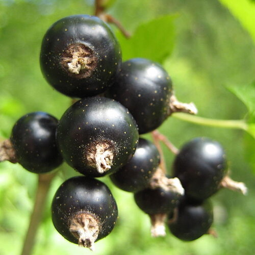 5 graines de cassissier, ribes nigrum, groseillier noir, gadellier noir, cassis