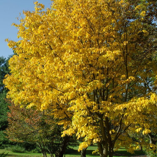 7 graines de carpinus cordata