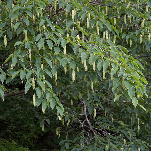 10 graines de carpinus cordata